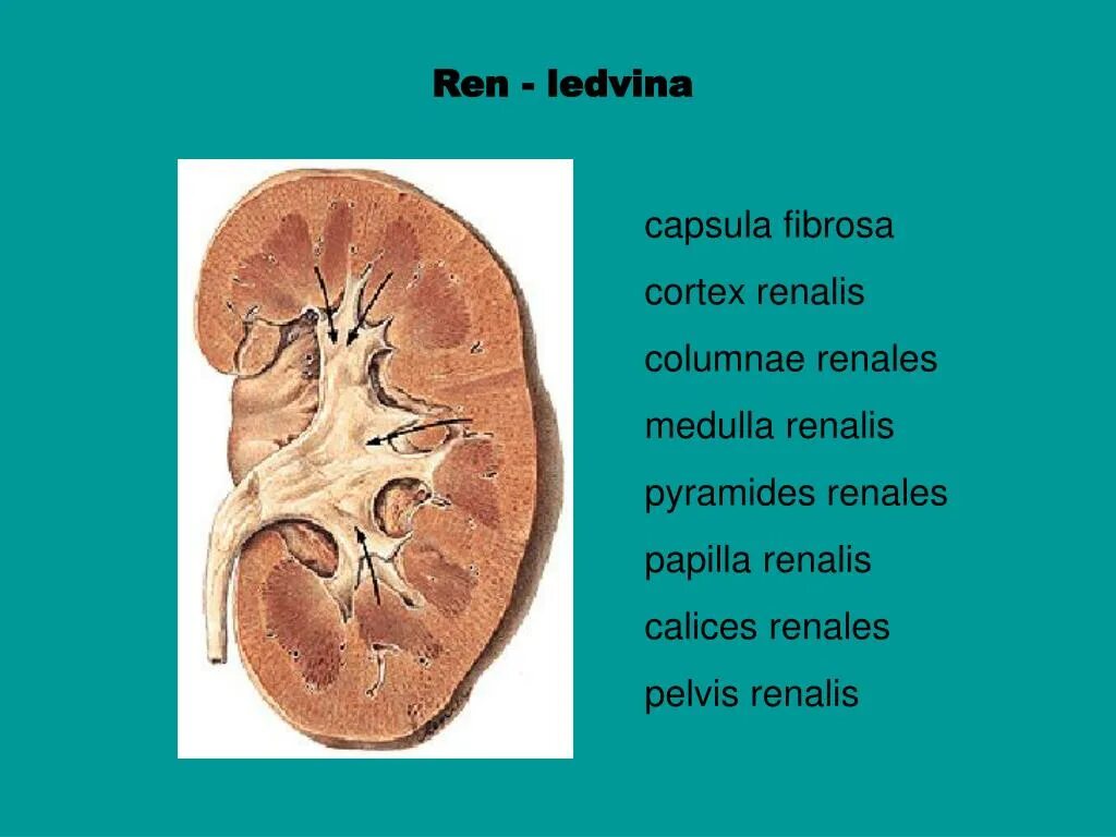 Renalis перевод с латинского. Foramina papillaria. Пелвис реналис. A renalis. Pelvis renalis.