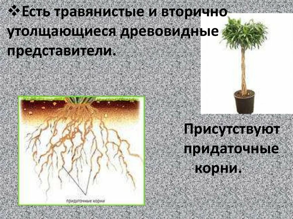 Придаточные корни у плаунов. Корни плауна. У плаунов есть корни. Филлоидом.