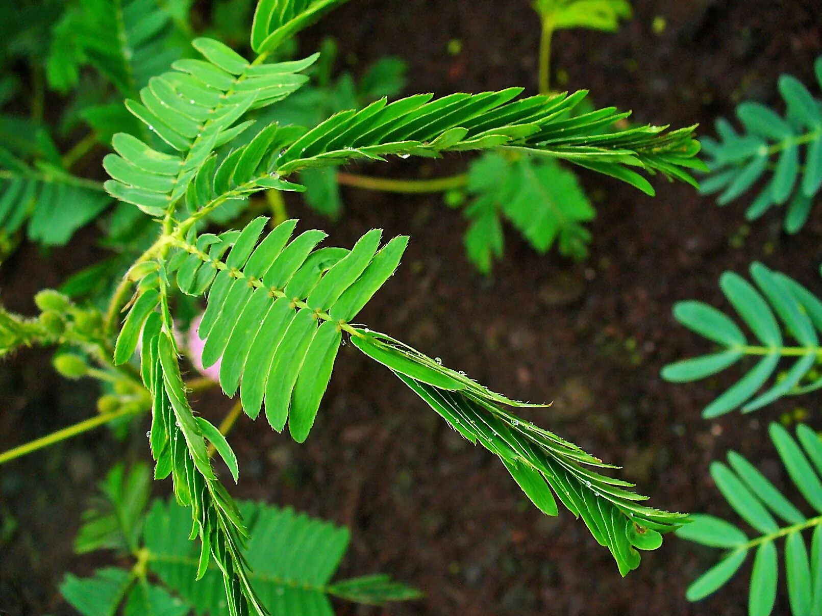 Растение закрывающее листья. Mimosa pudica (мимоза). стыдливая мимоза акация. мимоза стыдливая листья. мимоза стыдливая дерево.