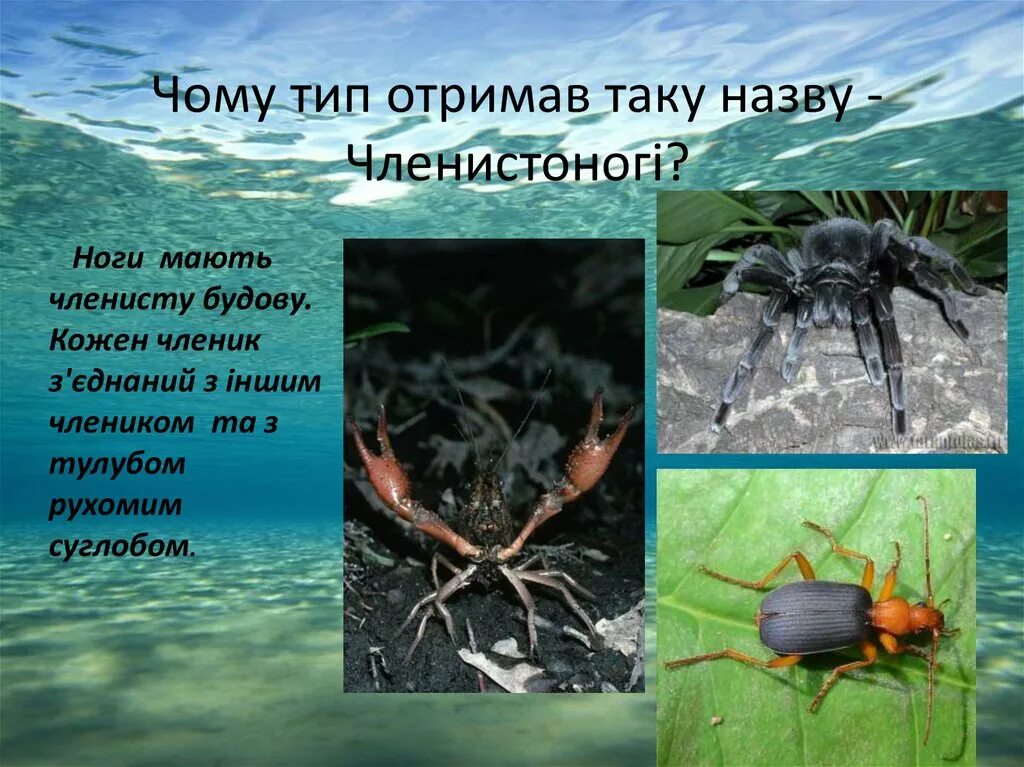 Жизнь животных членистоногие. Жизнь животных членистоногие