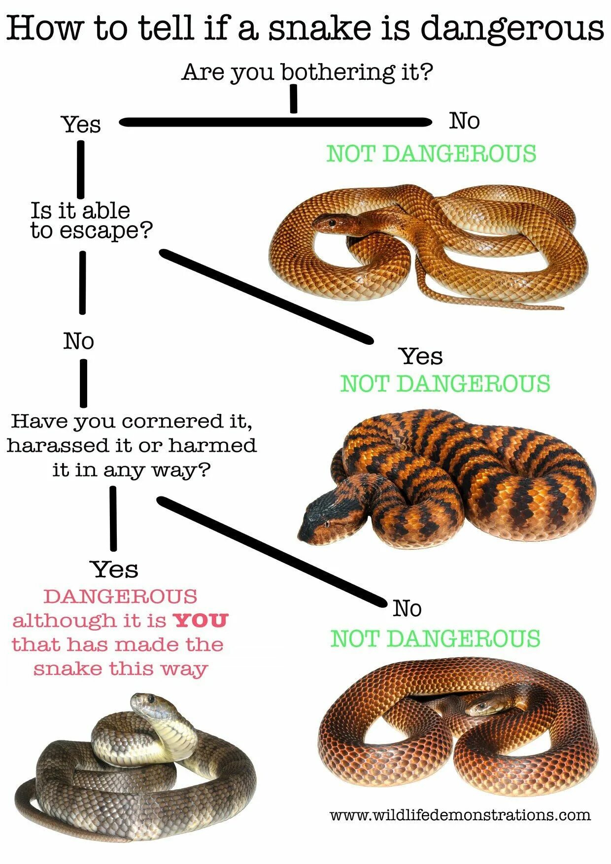 Snakes are dangerous. A или an Snake. Snake is. This is Snake. What is a Snake.