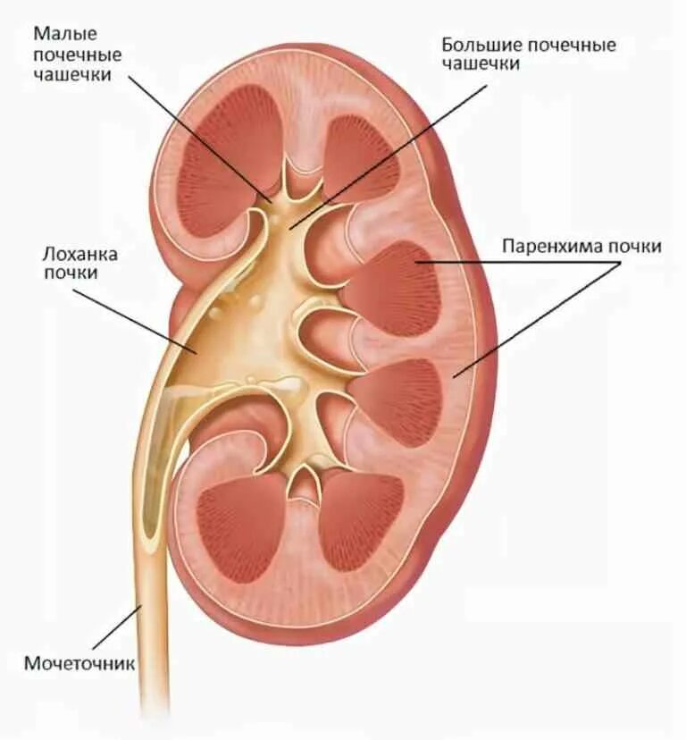 Строение паренхимы почки анатомия. Анатомия ЧЛС почки. Строение почки чашечка лоханка. Строение ЧЛС почки.