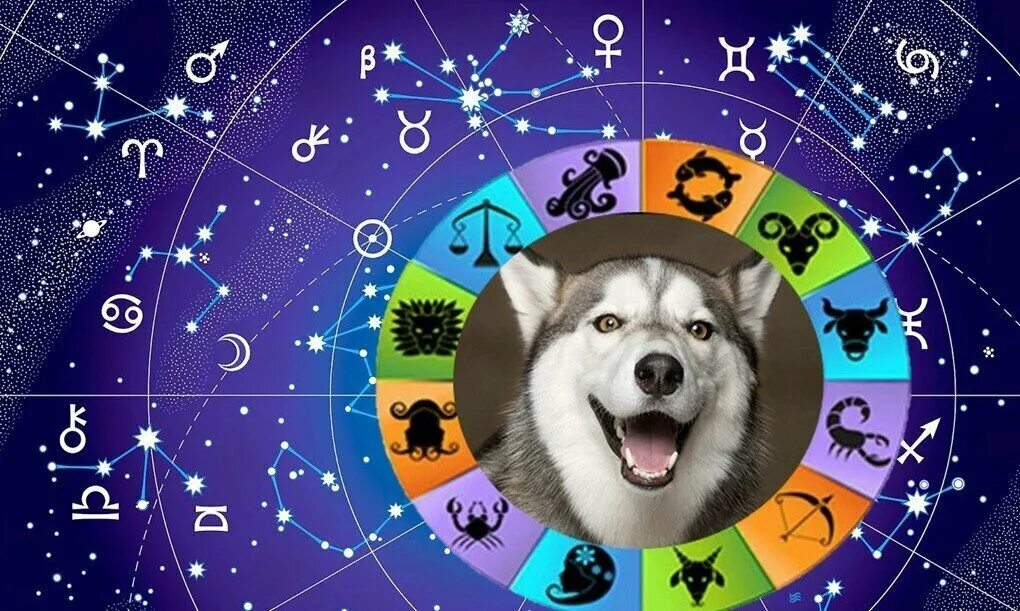 Собаки по знаку зодиака. Сораки по знаку зодиака. Собака по гороскопу. Собака гороскоп. Щенки по знаку зодиака.