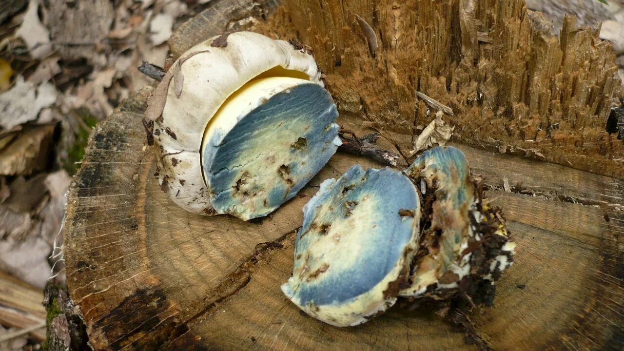 Срез грибов. Гриб синеет на срезе. Песчаник гриб. Белый гриб на срезе. Белый гриб синеет на срезе.
