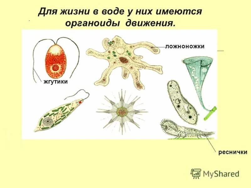 Органеллы передвижения. Органоиды движения псевдоподии. Органоиды движения ложноножки. Органоиды движения реснички и жгутики ложноножки. Органоиды движения одноклеточных.