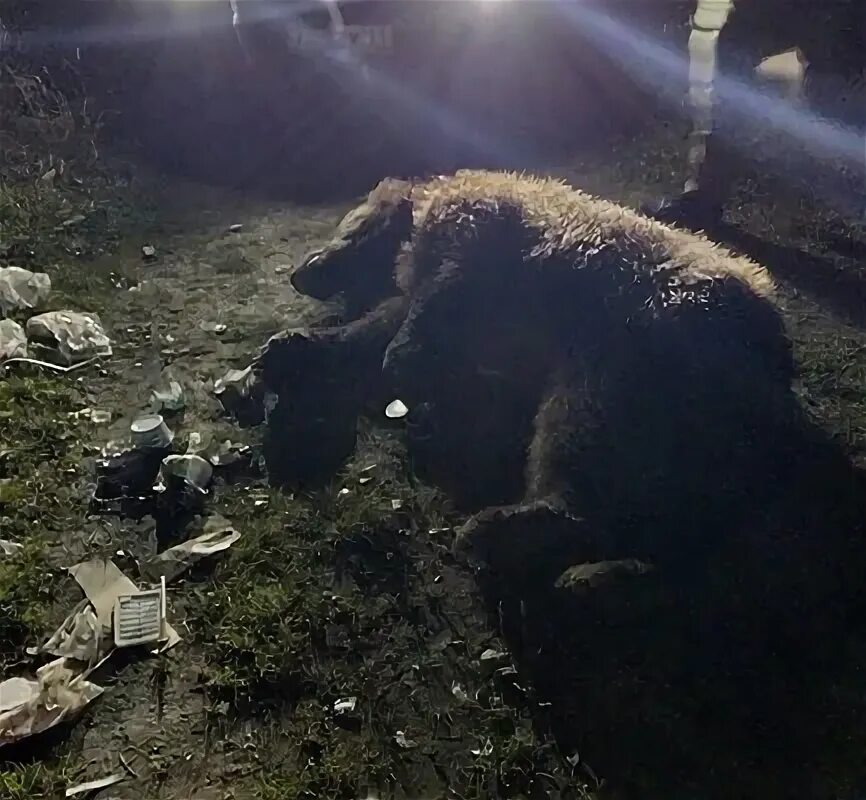 Fantasy Forest Bear by Storms-Stock.deviantart.com Изображения медведей, Татуиро