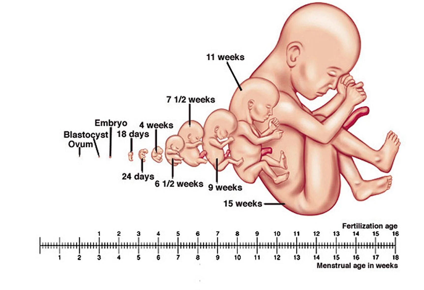 Периоды формирования плода по неделям беременности. Вес ребёнка по неделям беременности. Нормы фетометрии по неделям. Таблица размеров плода по неделям.