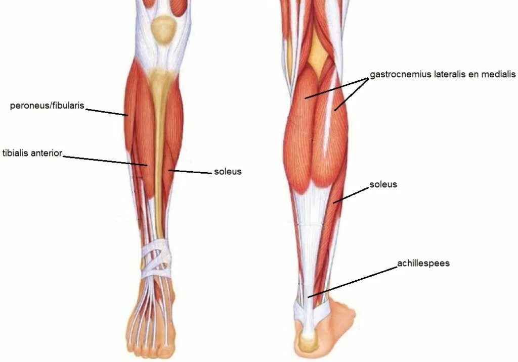 Икроножная мышца какая ткань. Сухожилия сгибатели голени. Анатомия камбаловидной мышцы. Икроножная мышца анатомия. Мышцы нижней конечности область голени.