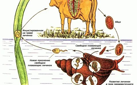 Механизм заражения печеночным сосальщиком