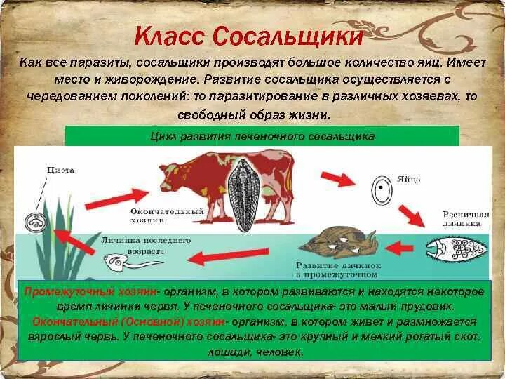 Стадии развития печеночного сосальщика начиная. Цикл жизни печеночного сосальщика. Цикл развития печеночного сосальщика. Цикл печеночного сосальщика биология. Цикл развития сосальщика биология.