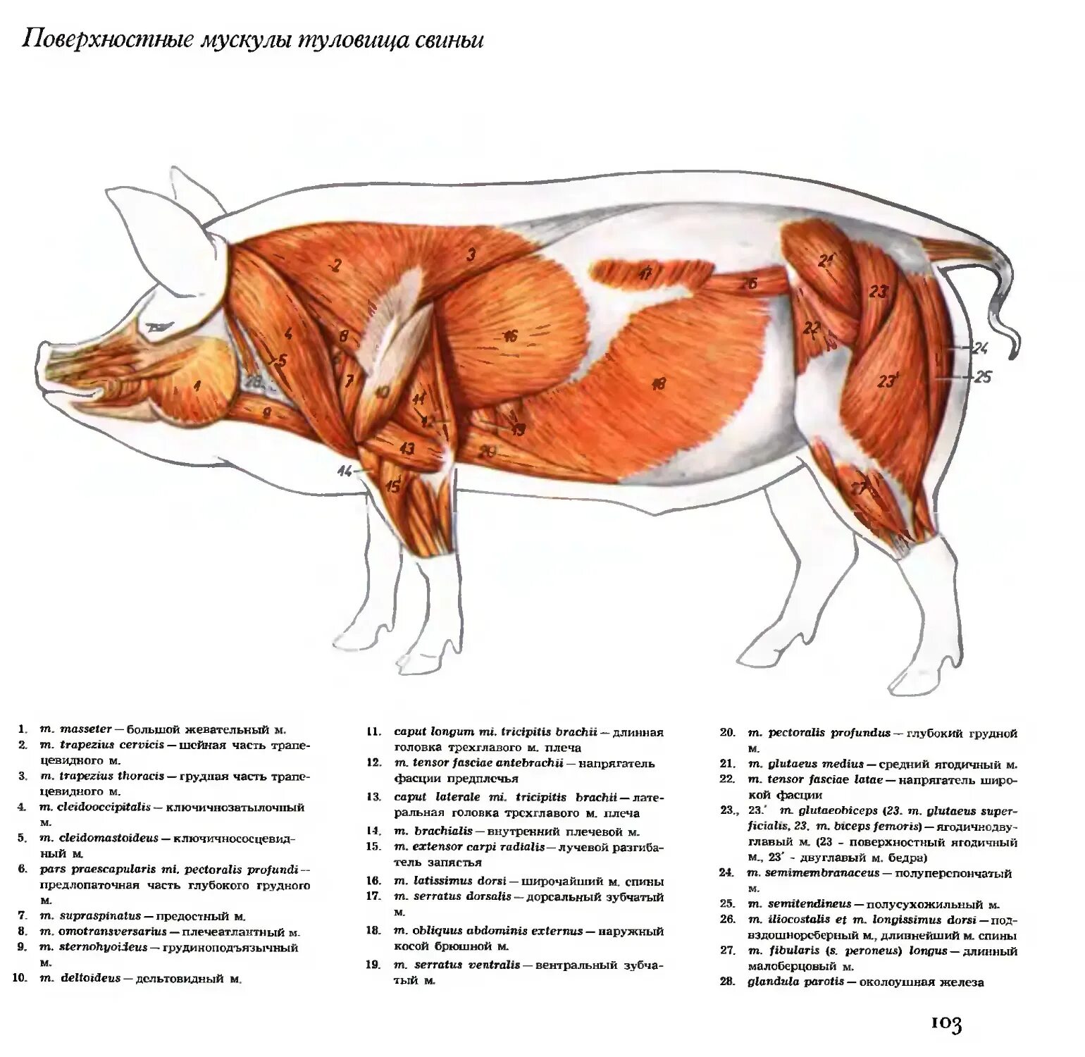 Свинья шея где находится. Скелет свиньи строение анатомия. Попеско атлас анатомии домашних животных. Поверхностные мышцы туловища свиньи. Анатомическое строение свиньи.