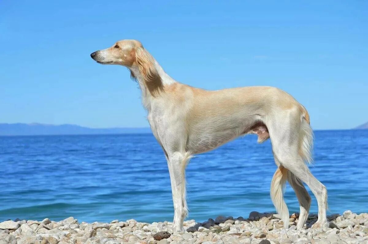 Борзая салюки грейхаунд. Среднеазиатская борзая тайган. Борзая салюки грейхаунд. Кавказская борзая тазы. Казахская борзая тазы.