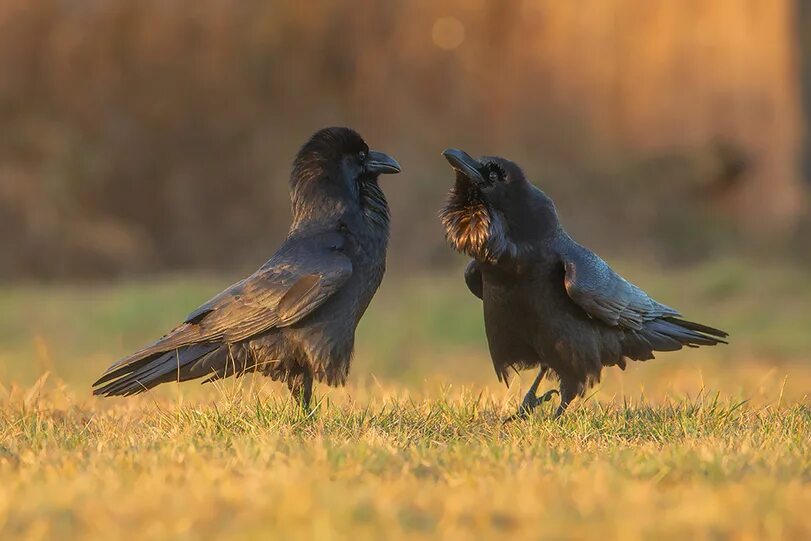 разговор птиц. разговор 2 птиц. ронжа птица. разговор 2 птиц. разговор 2 птиц.