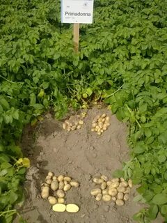 Сорт примадонна картофель