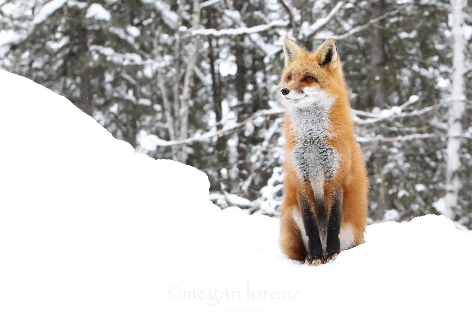 Лисица обыкновенная лисья рыжая. «лиса в лесу». Лиса зимой мех. Обои на рабочий стол лиса зимой. Лиса зимой видео для детей.