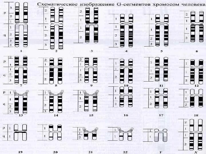 Линейное расположение генов в хромосоме. Расположение генов в хромосомах. Линейное расположение генов в хромосоме генетические карты. Доказательство линейного расположения генов в хромосоме. Местоположение генов в хромосоме