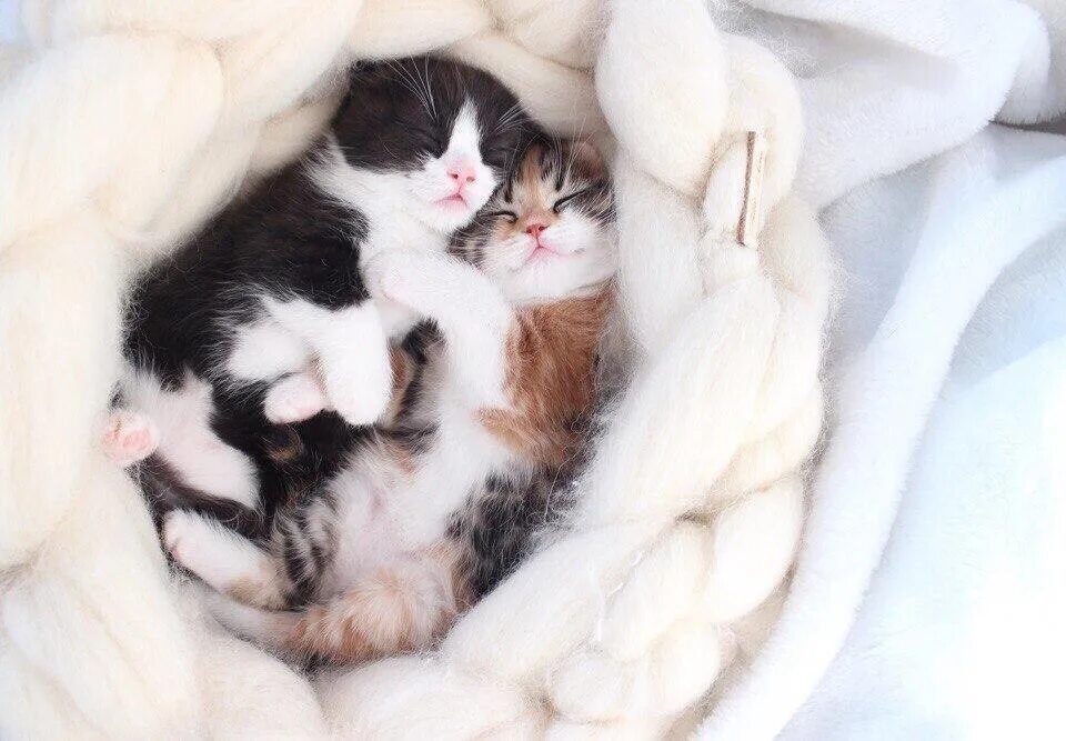 Мимими ми. Котик мимими. котики милота. котята ми ми ми.