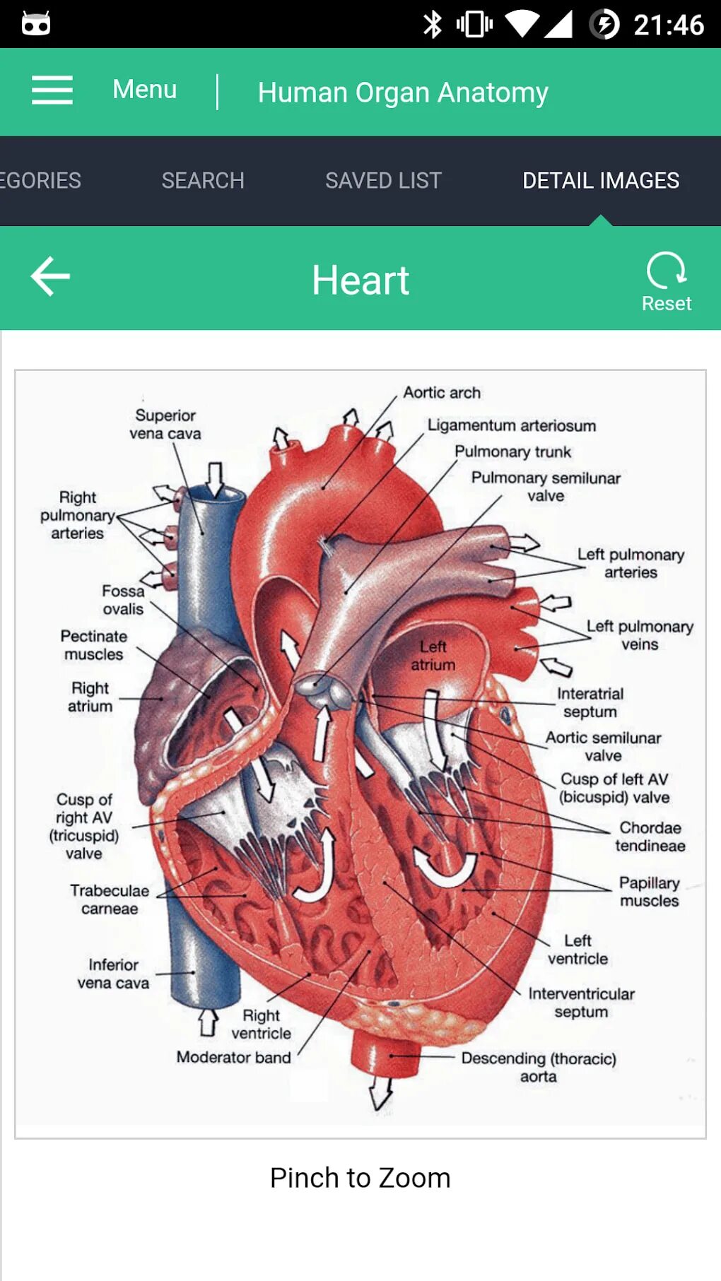 Human organs. Анатомия человека органы мужчины в картинках на русском языке.