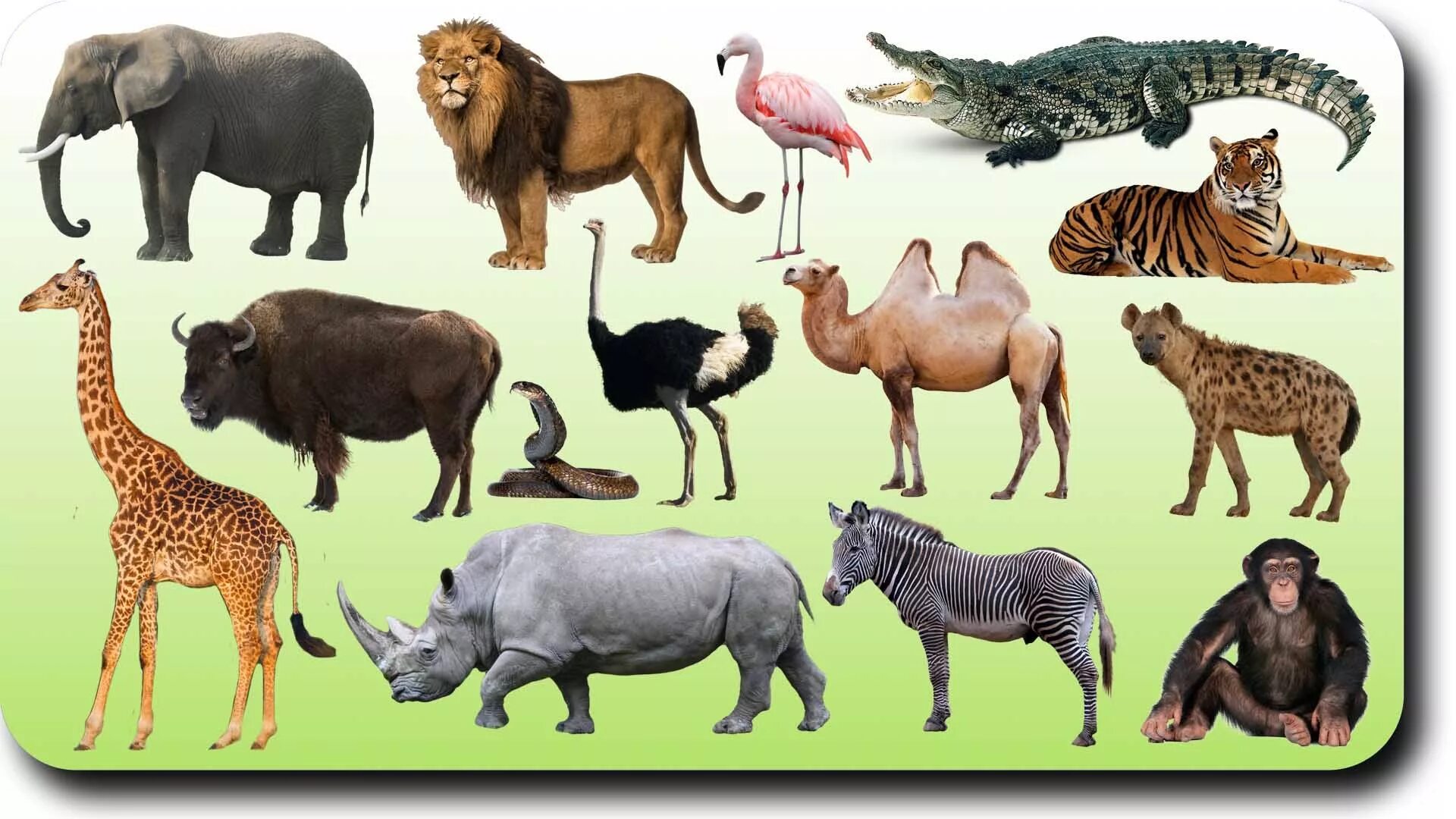Животные для первого класса. Животные Африки для детей. Животные жарких стран. Африканские животные для малышей. Звери Африки для детей.