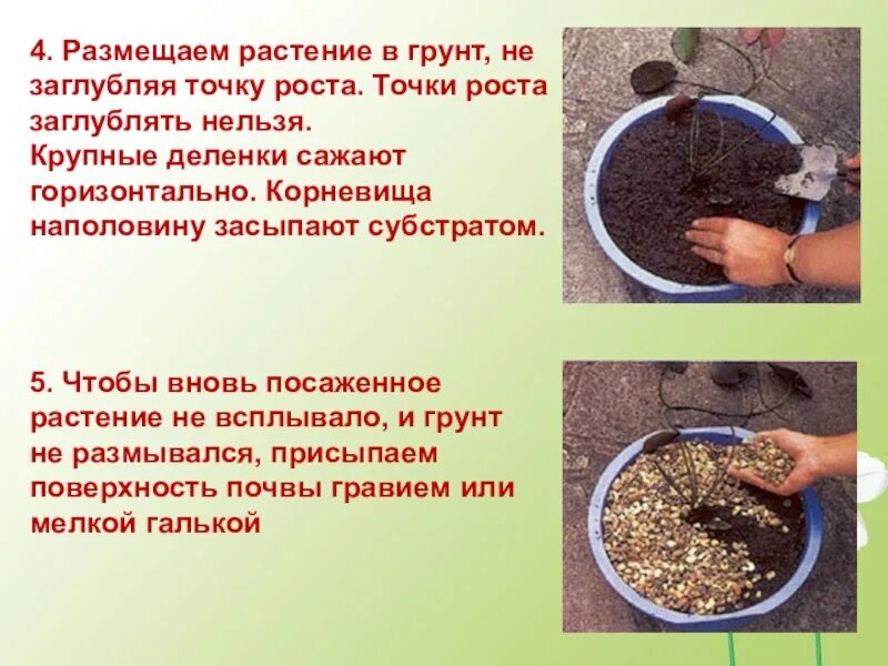 Исследовательская работа точка роста биология. Как посадить цветок сочинение. сочинение как вырастить растение. точка роста у растений. сочинение на тему как посадить цветок.