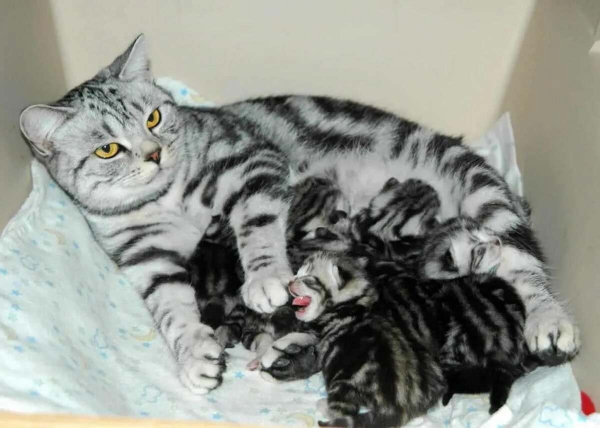 Сколько обычно котят у кошки. Кошки вынашивают котят. Беременные британские кошки. Период беременности у кошек.