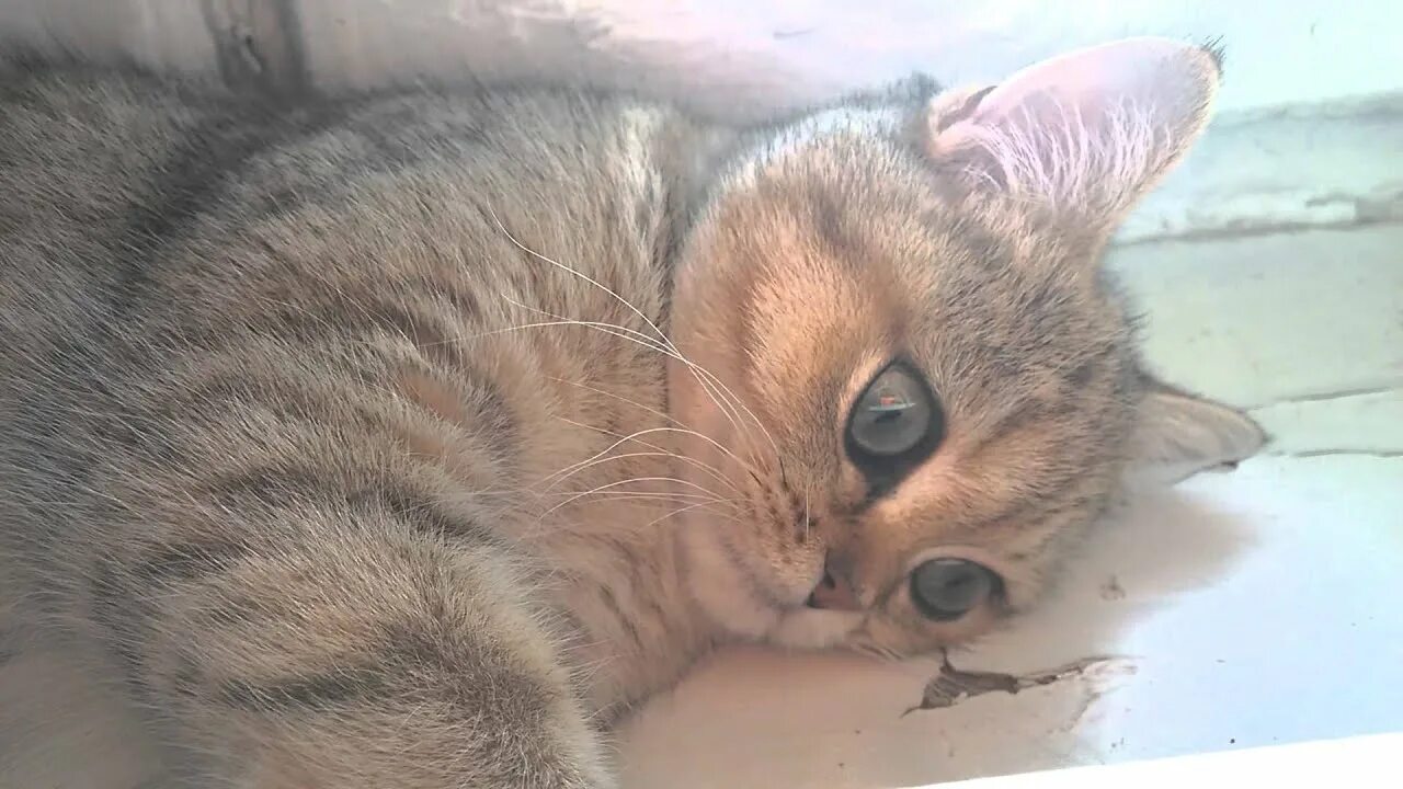 Кошка мурчит как трактор. Кот тарахтит как трактор.