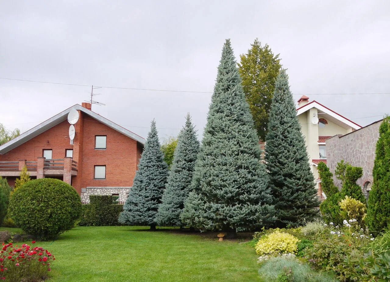 Хвойники сосна можжевельник. Пихта сибирская живая изгородь. Ель глаука. Барбарис тунберга в ландшафте. Ель томпа в ландшафтном дизайне.