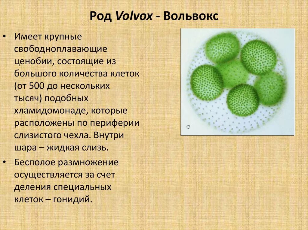 Вольвокс относится к. Одноклеточные водоросли вольвокс. Вольвокс размножение кратко. Одноклеточные организмы вольвокс. Вольвокс отряд.