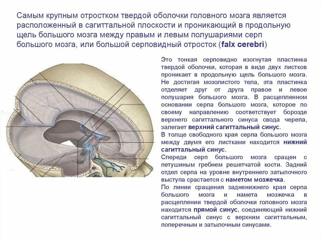 Синусы и отростки твердой мозговой оболочки. Серп мозжечка намет мозжечка. Falx Cerebri серп большого мозга. Верхний серповидный отросток твердой мозговой оболочки.