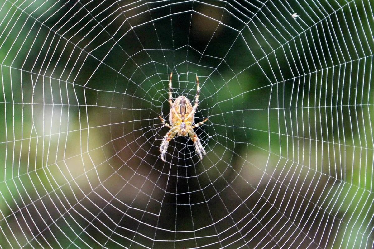 Spiders pictures. Паутина паука крестовика. Ловчая сеть паука крестовика. Паутинная сеть паука. Паук крестовик плетет паутину.