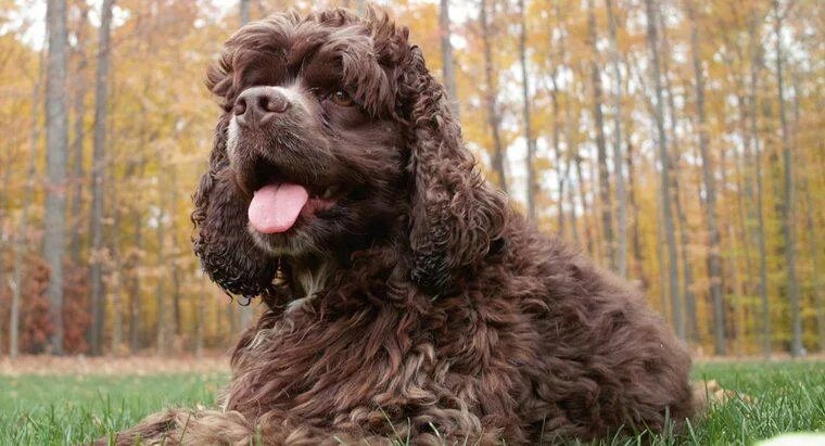 Adorable Cocker Spaniel Puppy with Chocolate Coat