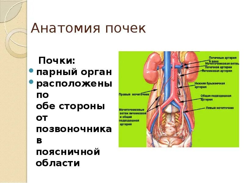 Строение организма почки. Строение тела человека почки. Строение внутренних органов почки. Анатомия тела человека внутренние почки. 3 парных органах