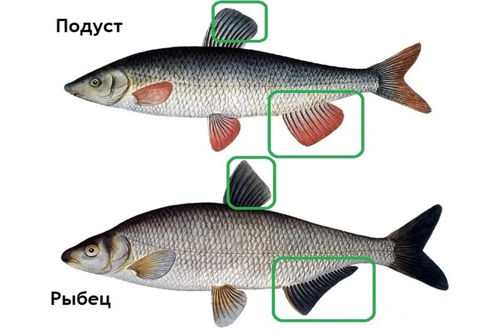 Рыба различие. Сырть рыбец. Подуст и рыбец. Донской Подуст рыба. Подуст рыба и рыбец отличия.