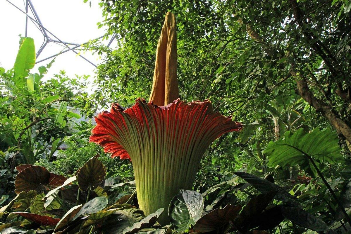 Huge plants. Аморфофаллус титанический цветок. Аморфофаллус титанический (Трупная Лилия). Цветущий Аморфофаллус титанический. Титан Арум (Аморфофаллус титанический).