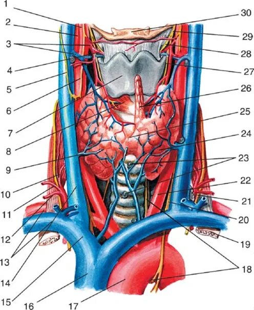Гортань и щитовидная железа анатомия. Кровоснабжение щитовидной железы гортани. Анатомия щитовидной железы Синельников. Вены щитовидной железы анатомия. Артерии щитовидной железы