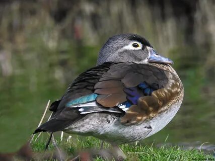 Vogel