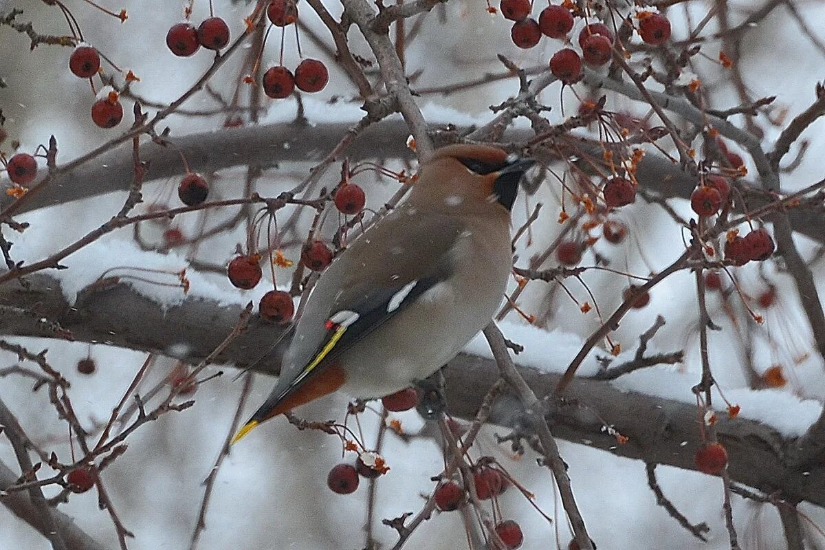Зимующие птицы алтайского края фото и названия Рябинник (Turdus pilaris). Птицы Сибири.
