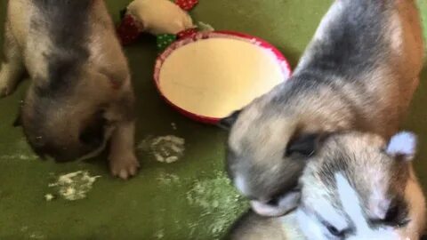 Прикорм щенков