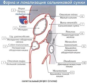 Сальниковой сумки