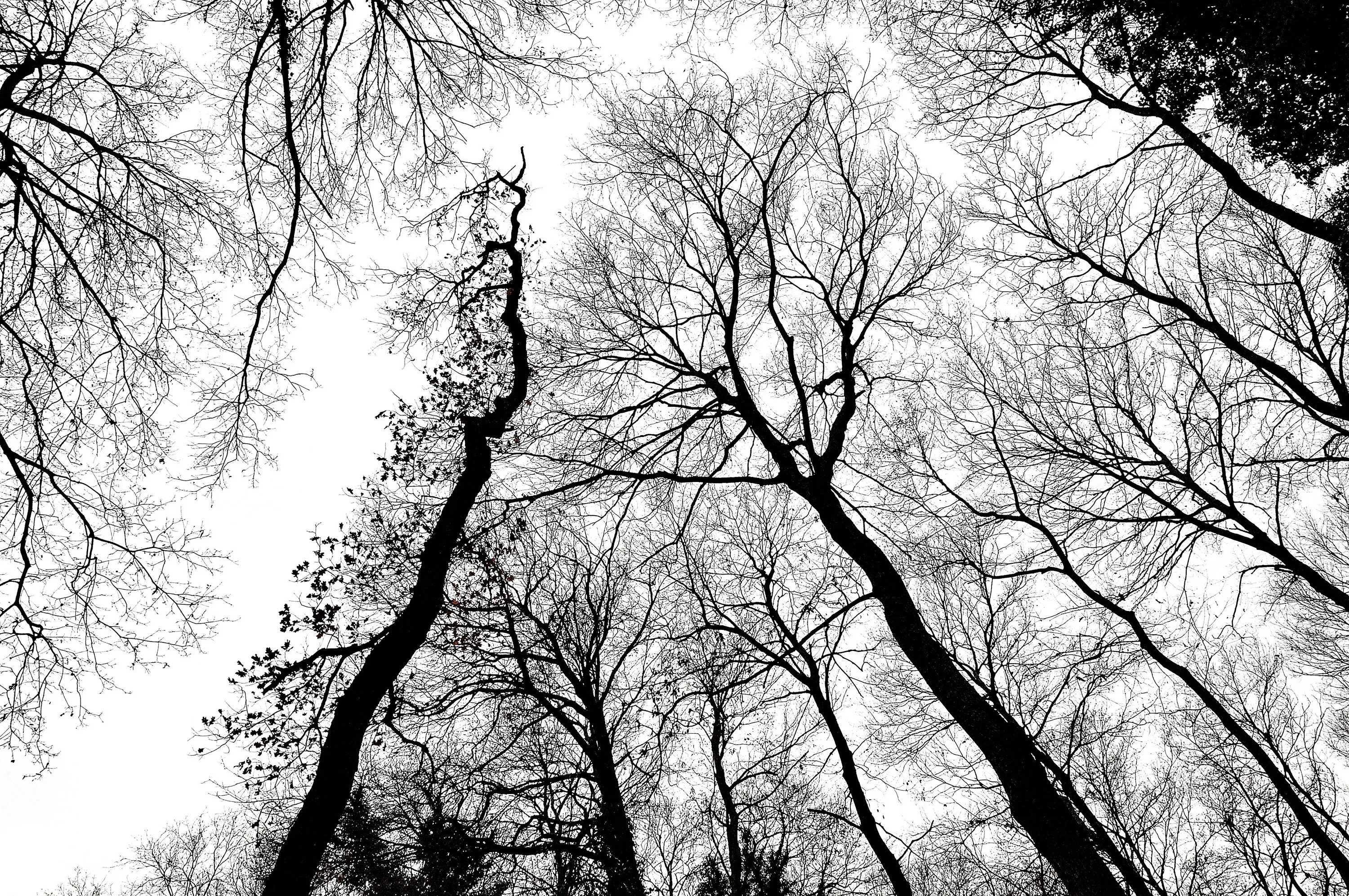 Вид с ветки дерева. Ветви деревьев. Ветка дерева. Черное дерево. Деревья чробелые.