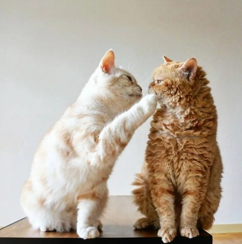 фото двух кошек. два кота. фото двух кошек. два котенка черный и белый. два котика картинки.