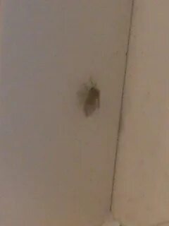 Божья коровка залетела в дом