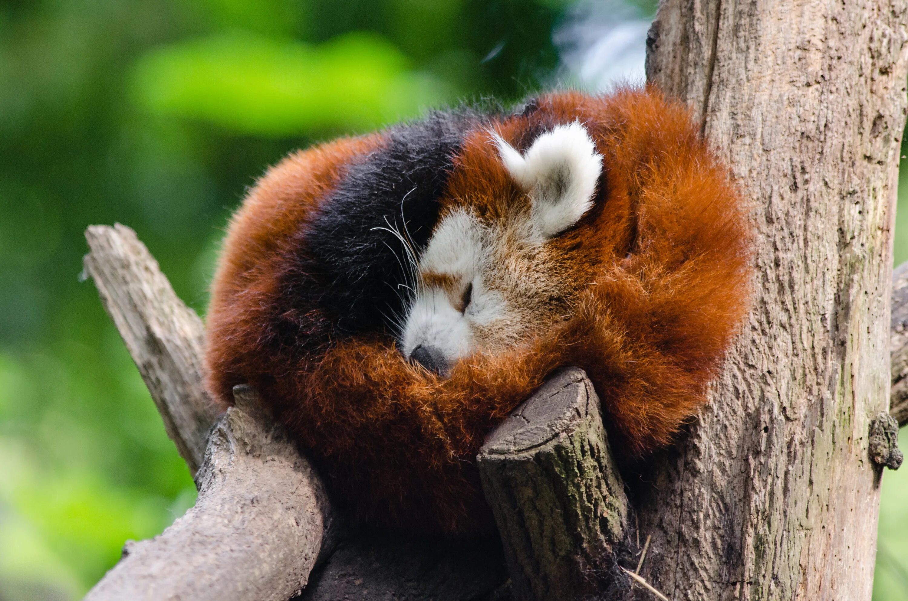 Карликовая панда. Красные млекопитающие. Животные красной книги россии фото для фотошопа. Красные млекопитающие. Красная енотовидная панда.