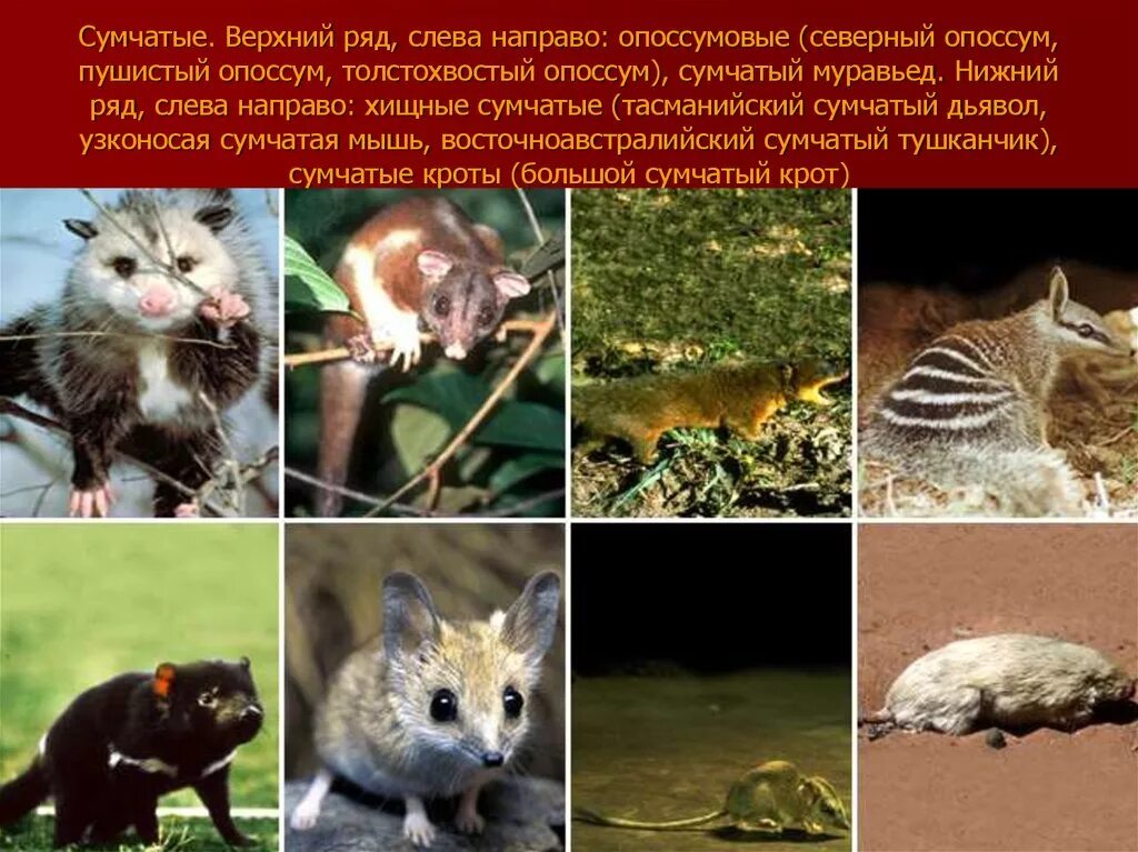 Сумчатые список. Семейство сумчатых представители. подкласс сумчатые. сумчатые животные млекопитающие. сумчатые звери представители.