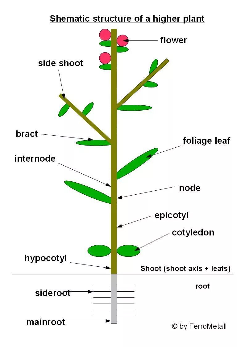 Plant structure. Flower structure. Types of Plants. Структура растения фото.