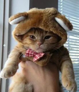 Открыть прикольные картинки