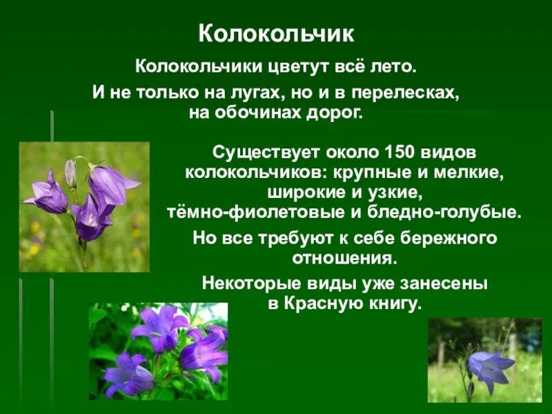 Текст описание про цветок. Распространенность растения колокольчик. Описание колокольчика. Колокольчик цветок описание. Рассказ о колокольчике.