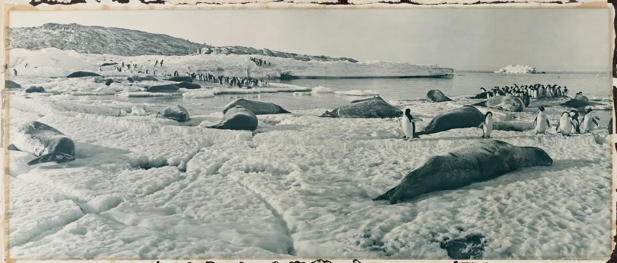 В середине 20 века антарктида. Экспедиция Шеклтона в Антарктиду 1914. Австралийская антарктическая Экспедиция. Китовая бухта Антарктида. Экспедиция Нобиле на Северный полюс.