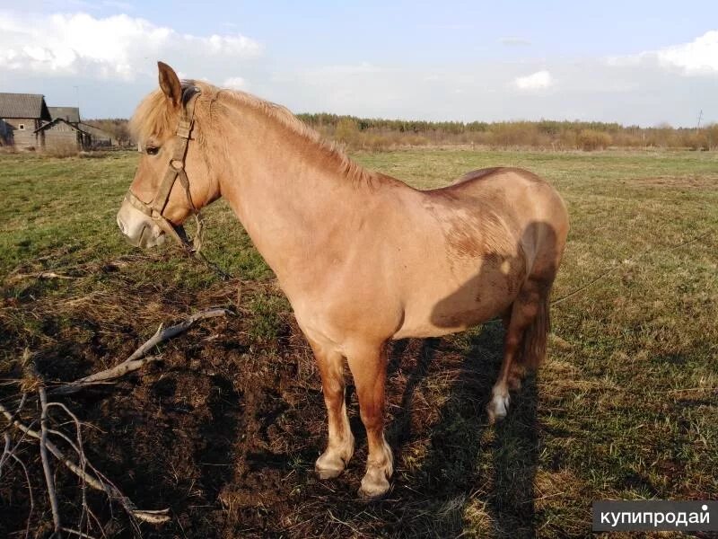 Лошади Вологда. Купить лошадь в Вологодской области. Купить купить лошадь в Вологодской области недорого. Купить лошадь в Вологде. Продажа лошадей на авито в омской области