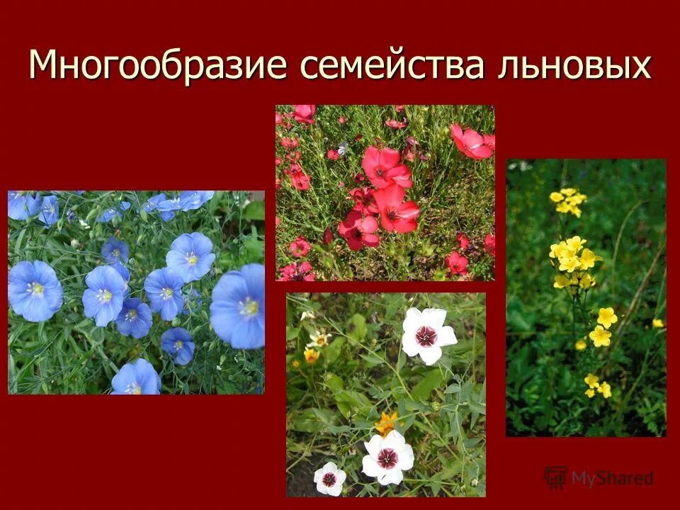 лен – из кожицы растения семейства льновых. многообразие семейств. крестоцветные растения. капуста семейство крестоцветные. представители отряда хищные семейство кошачьи.